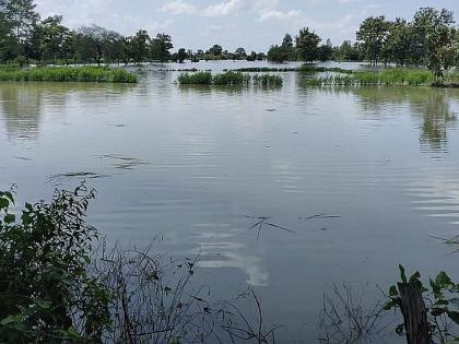 Floods affect over 20,000 hectares in Gadchiroli | पुरामुळे गडचिरोलीत २० हजारावर हेक्टर क्षेत्र बाधित