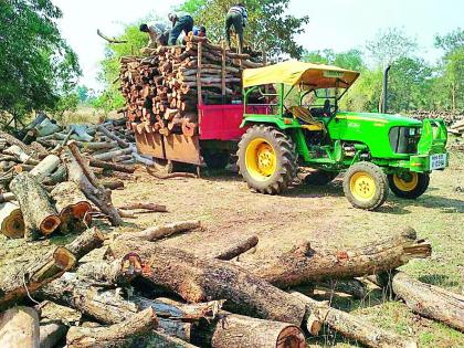 Bullion of old trees without rules | नियम डावलून जुन्या वृक्षांची कत्तल