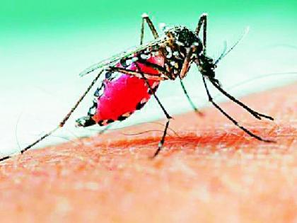 Two years later this year again the plague of malaria | दोन वर्षानंतर यावर्षी पुन्हा मलेरियाचा कहर