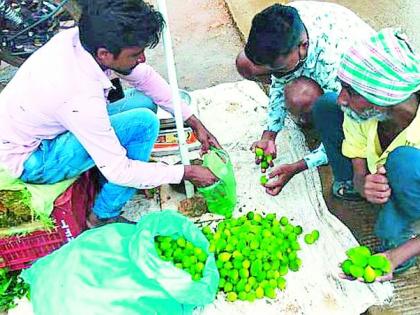 Abb! The price of Katwal is as high as Rs. 280 per kg | अबब! काटवलांचा भाव तब्बल २८० रुपये किलाे