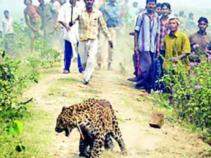 57 lakh compensation to the livestock in the district | जिल्ह्यात पशुपालकांना ५७ लाखांची भरपाई 57 lakh compensation to the livestock in the district | जिल्ह्यात पशुपालकांना ५७ लाखांची भरपाई