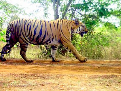 CT-1 man-eating tiger of Gadchiroli entered Keshori area | गडचिरोलीचा सीटी-1 नरभक्षी वाघ केशोरी परिसरात दाखल