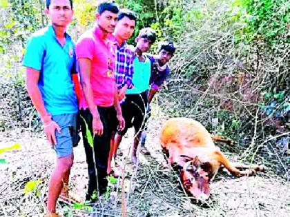 The leopard hunts | बिबट्याने केली गोऱ्याची शिकार