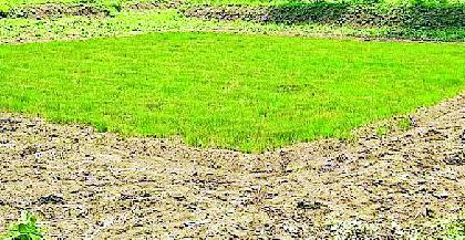 Rows were dug on a quarter of a lakh hectares | सव्वा लाख हेक्टरवरील रोवण्या खोळंबल्या Rows were dug on a quarter of a lakh hectares | सव्वा लाख हेक्टरवरील रोवण्या खोळंबल्या