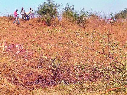 Finally, the tree trunk started | अखेर धरणाच्या पाळीवरील वृक्षतोड सुरू