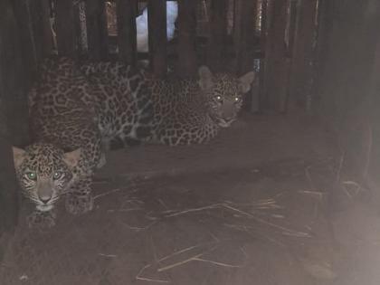 In Igatpuri, two leopard cubs were trapped in the same cage | इगतपुरीत एकाच पिंजऱ्यात अडकले बिबट्याचे दोन बछडे