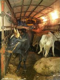 Transportation for the purpose of slaughter; Seven animals seized | कत्तलीच्या हेतूने वाहतूक; सात जनावरे जप्त