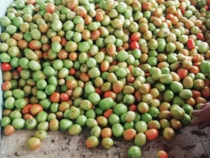 Good rates for tomatoes, satisfaction among farmers | टोमॅटोला चांगले दर, शेतकऱ्यांमध्ये समाधान