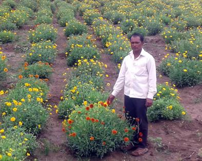 Flowers farming gives heavy income | फूलशेतीतून लाखोंचे शाश्वत उत्पन्न