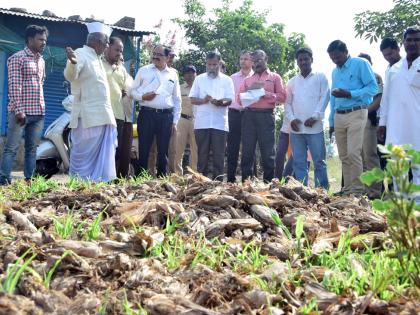 'Sir ... timely rains beat everything' | ‘साहेब... अवकाळी पावसाने सर्वच हिरावले’