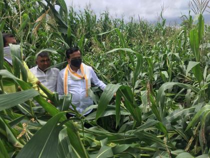 Heavy rains hit maize crop on 1500 hectares | वादळी पावसामुळे १५०० हेक्टरवरील मका पिकाला फटका