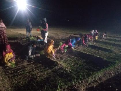 Planting onions at night due to incorrect weight regulation | चुकीच्या भारनियमनामुळे रात्रीची कांदा लागवड