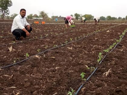 Tomato planting on minor water in Kottamgaon area | कोटमगाव परिसरात अल्पशा पाण्यावर टमाट्याची लागवड