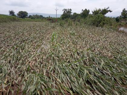 Damage of sugarcane, millet crops due to burial of ponds | वांजळे तलाव फुटल्याने ऊस, बाजरी पिकांचे नुकसान