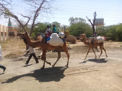  No fodder for animal feeding ... Declare drought on paper | जनावरांच्या दावणीला नाही चारा ... दुष्काळाची घोषणा कागदावर करा