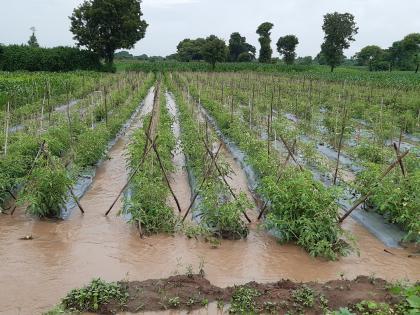 Heavy rains save kharif crops | दमदार पावसाने खरीप पिकांना जीवदान