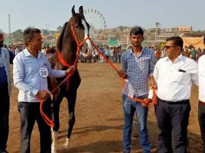'Saurabh' first in horse beauty contest | अश्व सौंदर्य स्पर्धेत ‘सौरभ’ प्रथम