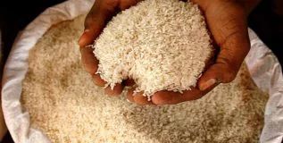 After many years, rice production is satisfactory! | अनेक वर्षानंतर भाताचे उत्पादन समाधानकारक! After many years, rice production is satisfactory! | अनेक वर्षानंतर भाताचे उत्पादन समाधानकारक!