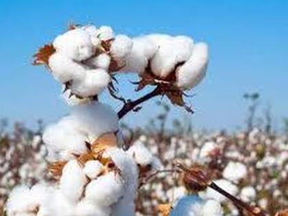 Purchase of 230,000 quintals of cotton this year | यावर्षी दोन लाख ३० हजार क्विंटल कापूस खरेदी Purchase of 230,000 quintals of cotton this year | यावर्षी दोन लाख ३० हजार क्विंटल कापूस खरेदी