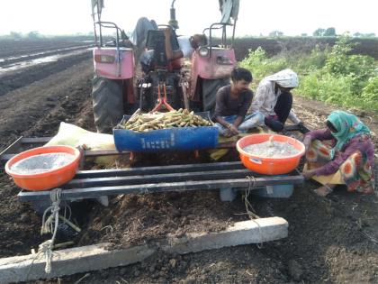 Sugarcane cultivation increased in the area of Satpudya | सातपुडय़ाच्या कार्यक्षेत्रात ऊस लागवडीचे प्रमाण वाढले Sugarcane cultivation increased in the area of Satpudya | सातपुडय़ाच्या कार्यक्षेत्रात ऊस लागवडीचे प्रमाण वाढले