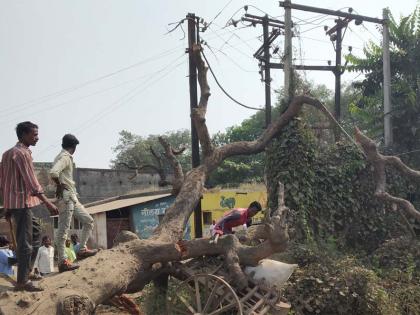 Lightning breaks down due to old tree collapse | जीर्ण झाड कोसळल्याने वीज तारा तुटल्या Lightning breaks down due to old tree collapse | जीर्ण झाड कोसळल्याने वीज तारा तुटल्या