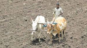 Nandurshingote: Farmers worried due to heavy rains | नांदूरशिंगोटे : पावसाने दडी मारल्याने शेतकऱ्यांची चिंता वाढली