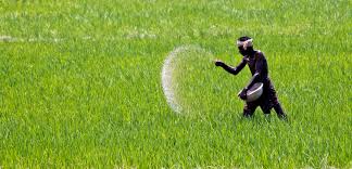  Urea is in short supply due to lack of fertilizer | गरजेच्या काळातच युरिया खताचा तुटवडा असल्याने नाराजी