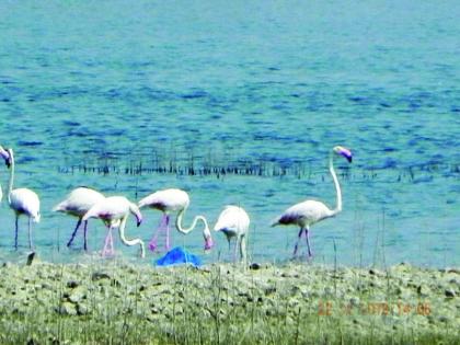 Arrival of Flemingo Birds on Lake Ekburji | एकबुर्जी तलावावर रोहीत पक्ष्यांचे आगमन