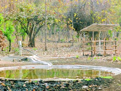 173 watersheds, wildlife cravings | १७३ पाणवठे भागविताहेत वन्यप्राण्यांची तृष्णा