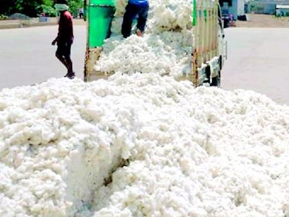 Start government procurement of cotton and chana | कापूस, चण्याची शासकीय खरेदी सुरू करा