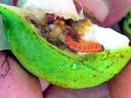 When does a bollworm grant a while? | बोंडअळीचे अनुदान देता तरी केव्हा?