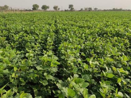 Production of 18 quintals of soybean in two acres | दोन एकरांत घेतले तब्बल १८ क्विंटल सोयाबीनचे उत्पादन