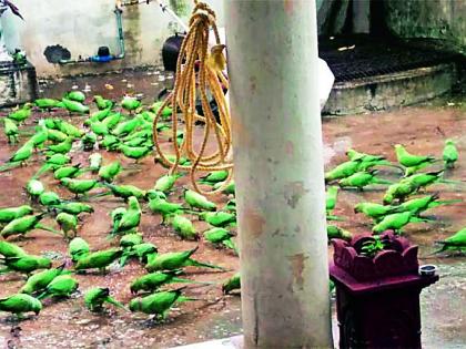 A flock of parrots came to our house | नेमेचि पोपटांचा थवा येई आमच्या घरा A flock of parrots came to our house | नेमेचि पोपटांचा थवा येई आमच्या घरा
