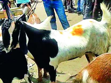 The first goat market in Vidarbha stops because of the market | विदर्भातील पहिली शेळी बाजारपेठ जागेमुळे रखडली