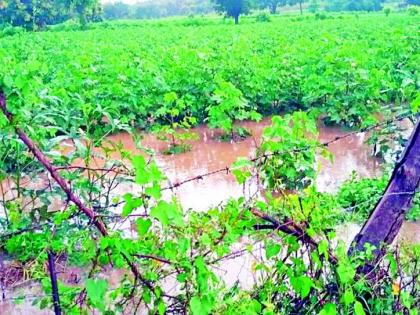 Rains hit crops in Pusad, Umarkhed division | पुसद, उमरखेड विभागात पावसाचा पिकांना फटका