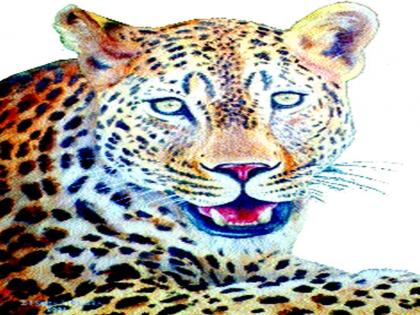  On the Sinnar-Ghoti road, a leopard was injured in the vehicle | सिन्नर-घोटी रस्त्यावर वाहनाच्या धडकेने बिबट्या जखमी