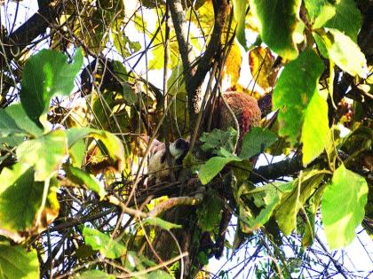  Took thirty-four-foot tall greens on the tree | भक्ष्य ठेवले तीस फूट उंच साग वृक्षावर