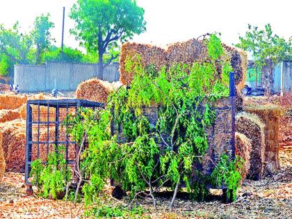 The 'wall-gates' on the gates to the robbers | लोकवस्तीतून जेरबंद बिबट्यां करण्यासाठी वेशीवर ‘तटबंदी’