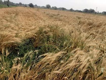 Damage to 1035.95 hectare agricultural area in Nagpur due to untimely rains | अवकाळी पावसाने नागपुरातील १०३५.९५ हेक्टर कृषी क्षेत्राचे नुकसान