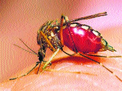  Influence of mosquitoes in the Speaker's ward | सभापतींच्या प्रभागात डासांचा प्रादुर्भाव