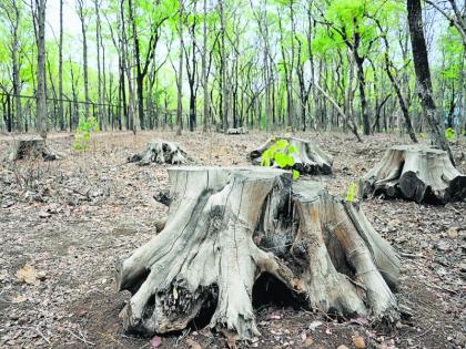 400 teak wood tress slaughter illegally in Nagpur division | नागपूर विभागात ४०० सागवानाची अवैध कत्तल