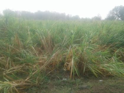 Vidarbha showcases heavy rains; Crushing of crops | विदर्भात सर्वदूर पावसाची झड; पिकांचे अतोनात नुकसान