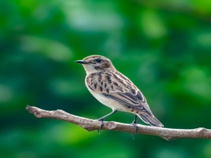 Sighting of small migratory rare Whinchat bird in Devgad | छोटा स्थलांतरित दुर्मीळ ‘व्हिनचॅट’ पक्ष्याचे देवगडमध्ये दर्शन