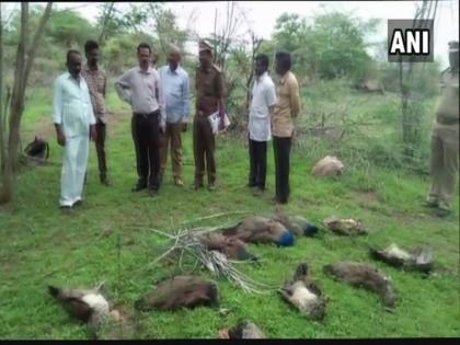 24 peacock deaths in the forests of Telangana, ruckus by bird makers | तेलंगणाच्या जंगलात 24 मोरांचा मृत्यू, पक्षीमित्रांकडून हळहळ