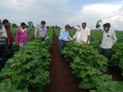 Planting of pre-monsoon cotton even after public awareness! | जनजागृतीनंतरही मान्सूनपूर्व कपाशीची लागवड!