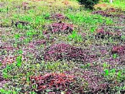 Farmers' Diwali in the dark this year | शेतकऱ्यांची दिवाळी यंदा अंधारात Farmers' Diwali in the dark this year | शेतकऱ्यांची दिवाळी यंदा अंधारात