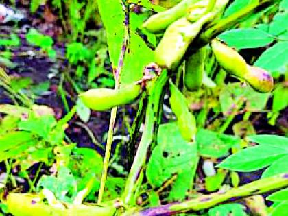 Rains sprouted soybeans | पावसाने सोयाबीनला फुटले कोंब Rains sprouted soybeans | पावसाने सोयाबीनला फुटले कोंब