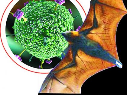 Nipah Virus: Health System Alert | निपाह व्हायरस : आरोग्य यंत्रणा अलर्ट