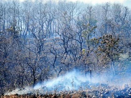 Fireballs in the South Wadali Forest | दक्षिण वडाळी जंगलात आगीचे तांडव