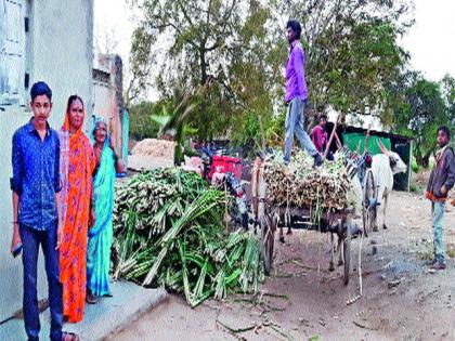 Demand for sugarcane bonds increased | उसाच्या बांड्यांना मागणी वाढली